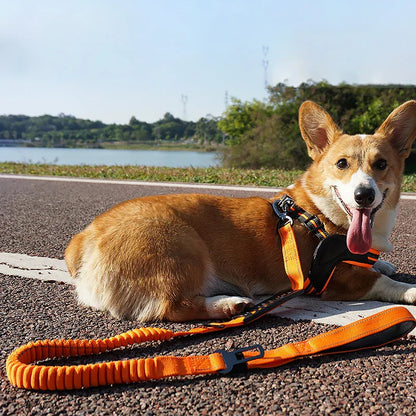 Extended Heavy Duty Bungee Leash Safety Belt Buckle