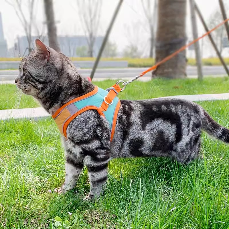 Kitty Leash